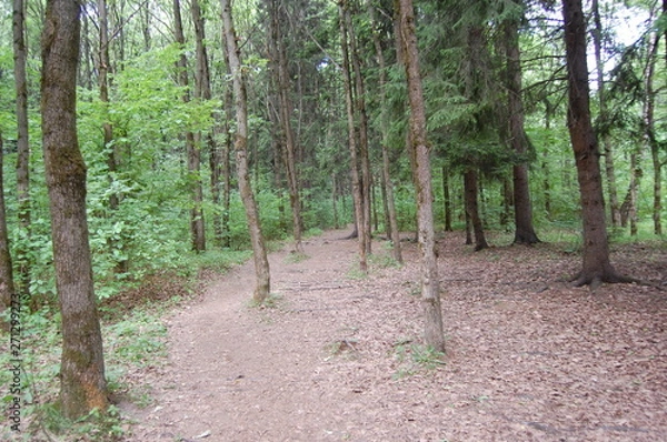 Obraz path in the forest