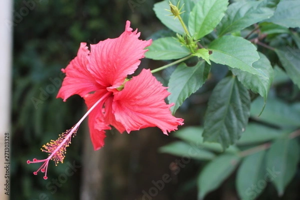 Obraz Hibiscus