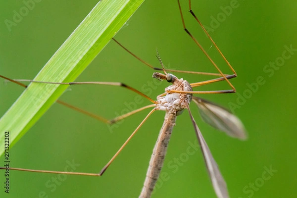 Fototapeta Moustique.