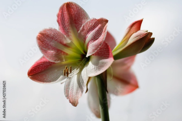 Fototapeta Amaryllis