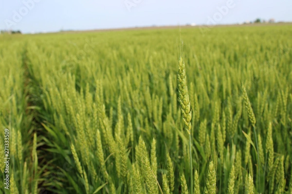 Obraz Focus on wheat