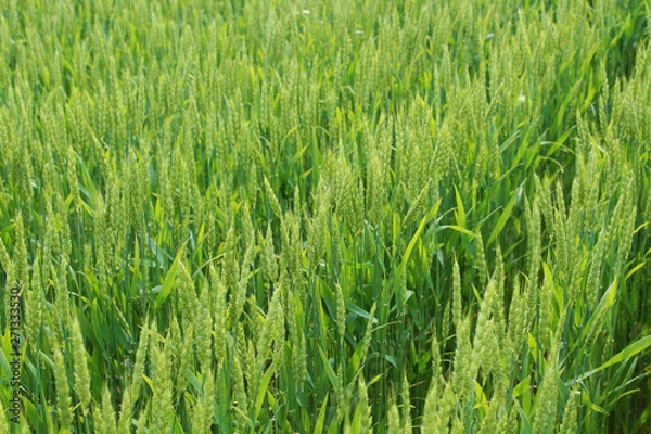 Obraz Wheat Field green