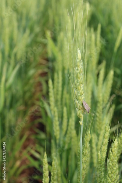 Obraz Bug on Wheat Head