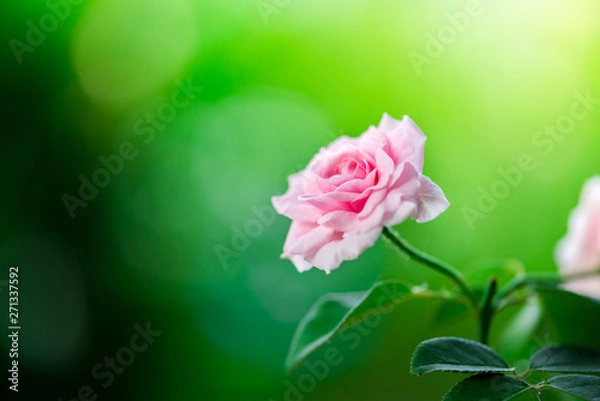 Obraz Closeup of beautiful pink rose flowers blooming and green leaf with sunlight in the garden.nature view of flower with natural background.Fresh flower.