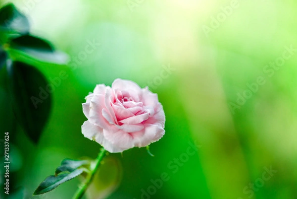 Obraz Closeup of beautiful pink rose flowers blooming and green leaf with sunlight in the garden.nature view of flower with natural background.Fresh flower.