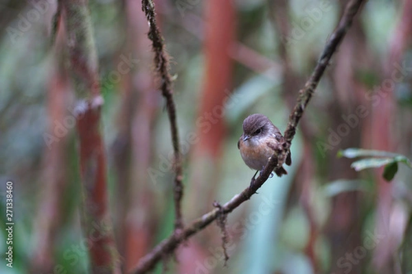 Obraz Oiseau tec-tec de la Réunion sur une branche