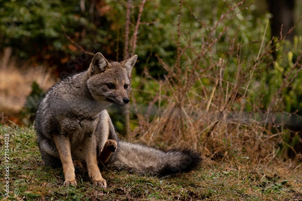 Obraz Fox Scratching