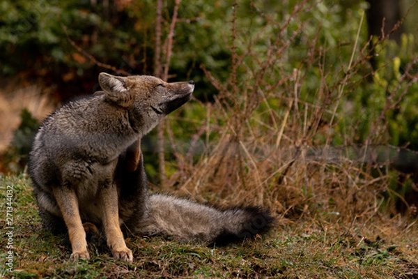 Obraz Fox Scratching