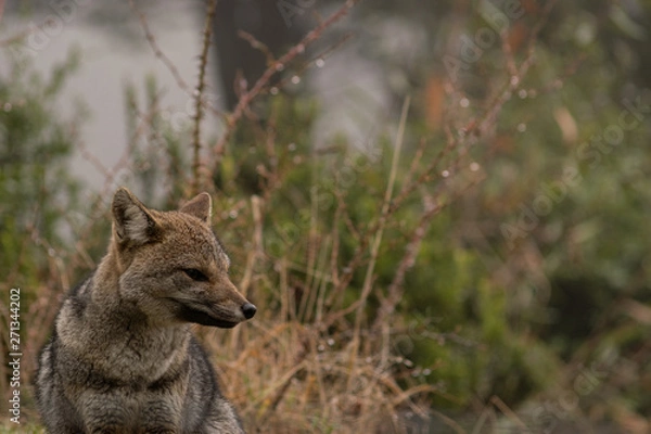 Obraz Fox silhouette