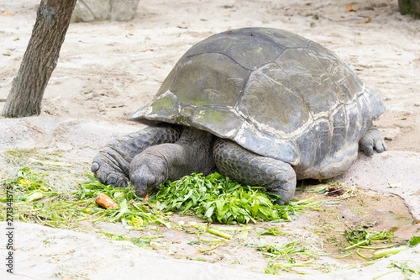 Fototapeta ハミルトンガメ