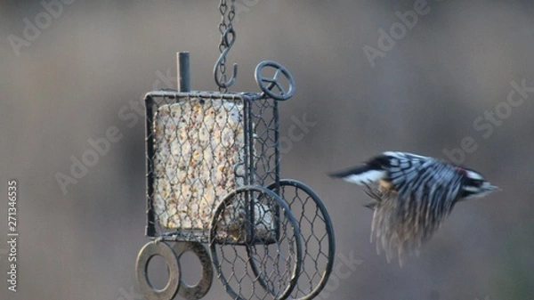 Obraz eat on the fly