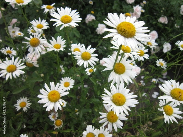 Fototapeta field of daisies