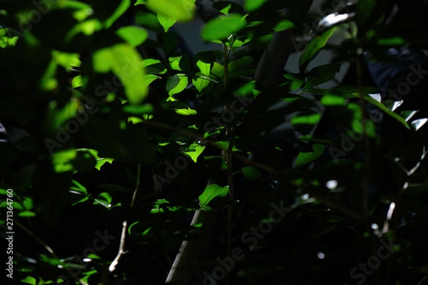 Fototapeta worm eye view green and silhouette leaves in natural light