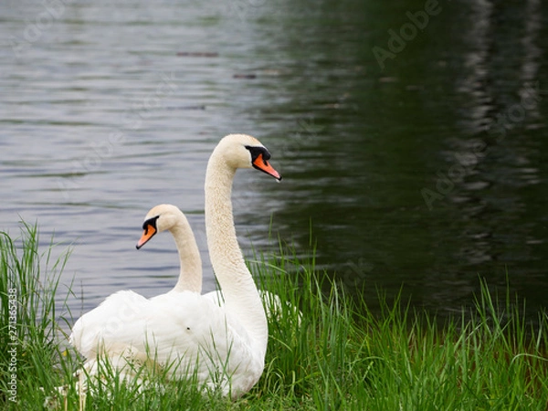 Fototapeta Two white swans standing in a green grass near water and watching the area with high-stretched neck.