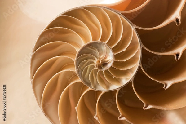 Obraz bliska wzór skorupy nautilus