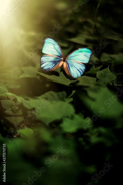 Obraz 感情と感覚