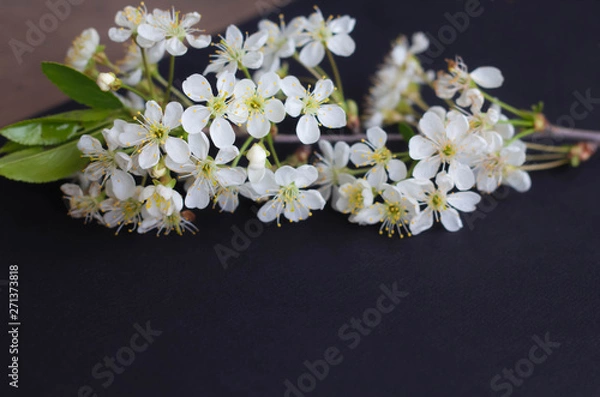 Fototapeta a branch of white delicate flowers on a black background, copy space, card