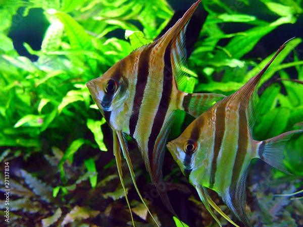 Fototapeta Pterophyllum scalare