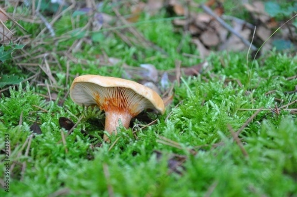 Fototapeta lactaires