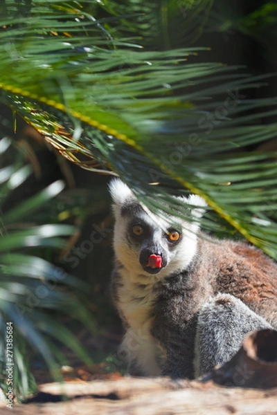 Obraz 舌を出すサル