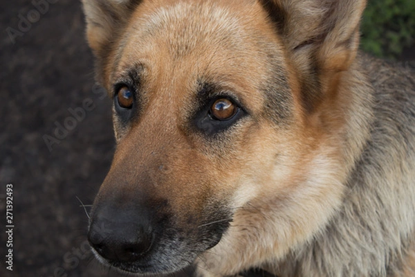 Obraz German shepherd