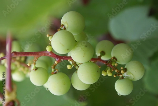 Fototapeta winogrono