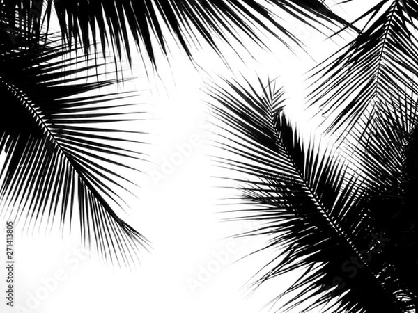 Fototapeta beautiful palms leaf on white background