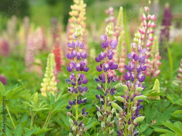 Fototapeta ルピナス