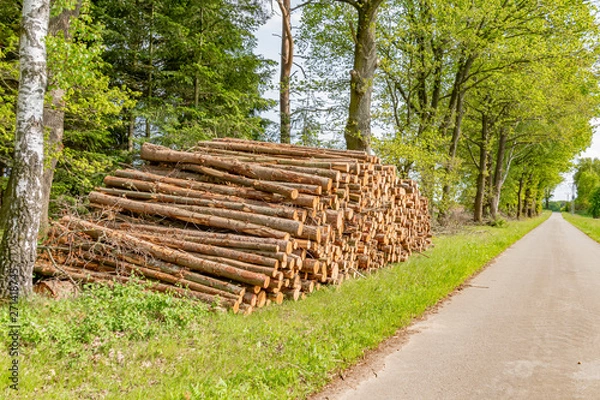Obraz Felled and stacked tree trunks lying near a road at the forest edge.