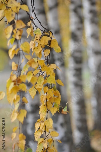 Obraz yellow autumn leaves