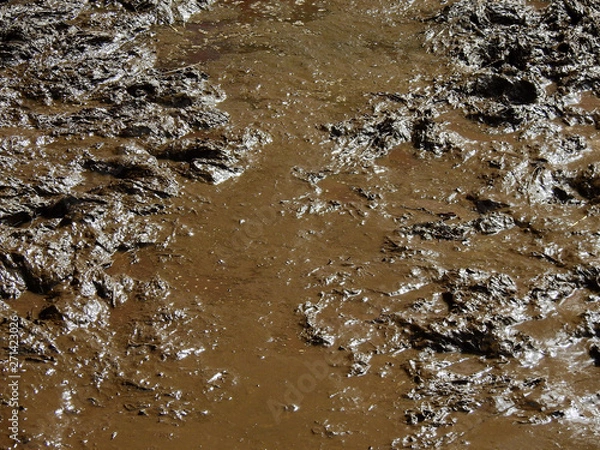 Obraz wet mud in swamp