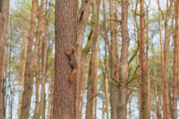Fototapeta Red squirrel sitting on a tree in the forest.