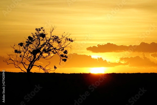 Fototapeta Pôr do Sol na Caatinga