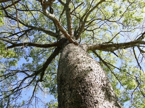 Fototapeta Barriguda