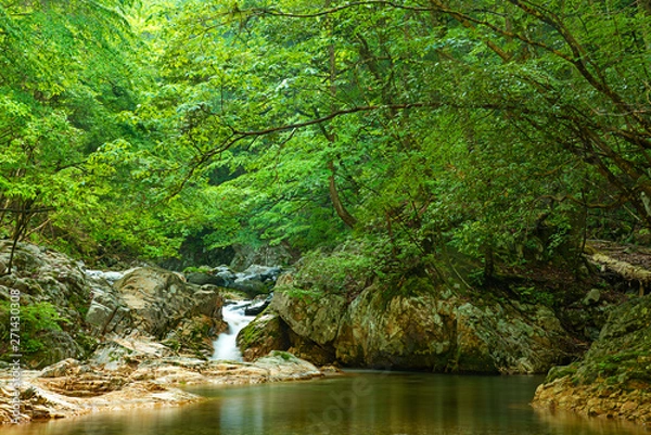 Fototapeta 兵庫県・奥深い山の朝、赤西渓谷