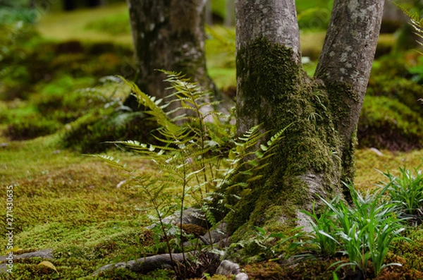 Fototapeta 苔と紅葉の木