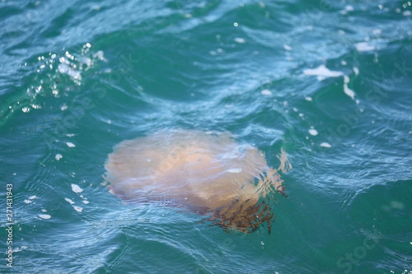 Obraz Qualle im Meer in Australien