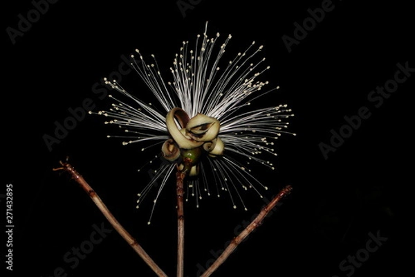 Fototapeta Caliandra