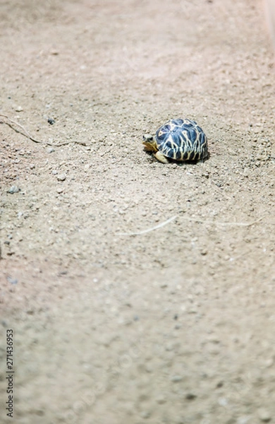 Obraz angry baby turtle