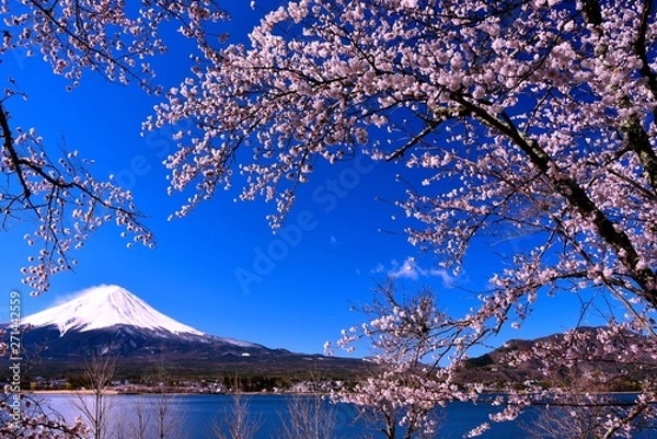 Obraz 富士山と河口湖の桜