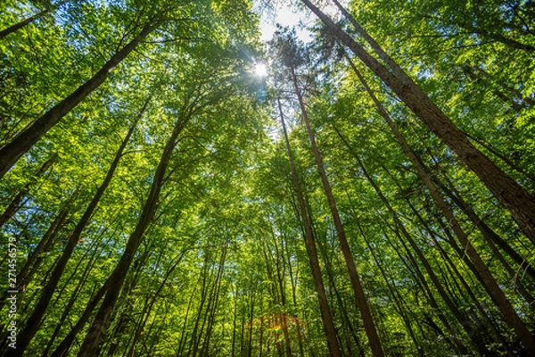Fototapeta spring green forest