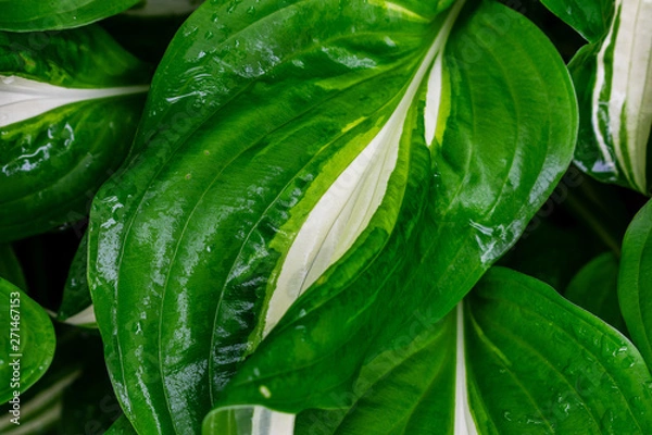 Fototapeta Green and white hosta plant. Hosta plants with wet leaves. Rain covered hosta plants. Upclose macro of Green hosta leaves.