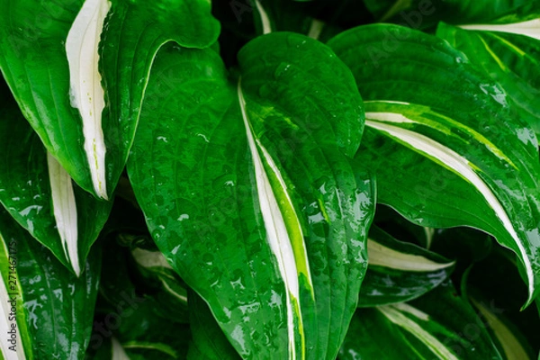 Fototapeta Green and white hosta plant. Hosta plants with wet leaves. Rain covered hosta plants. Upclose macro of Green hosta leaves.