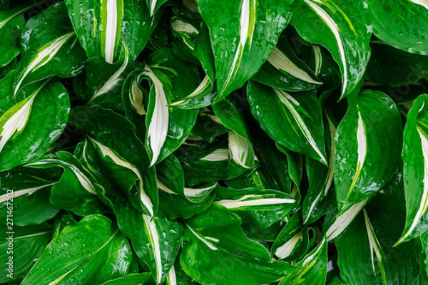 Fototapeta Green and white hosta plant. Hosta plants with wet leaves. Rain covered hosta plants. Upclose macro of Green hosta leaves.