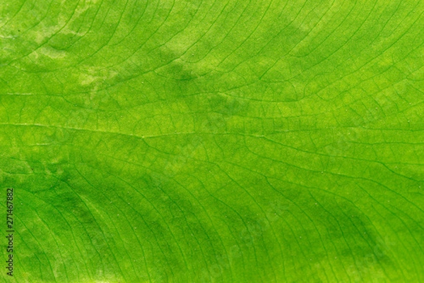 Fototapeta structure of leaf natural background,green leave texture