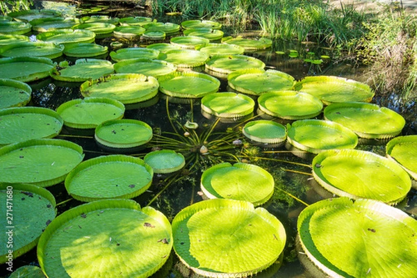Obraz Victoria lily pads