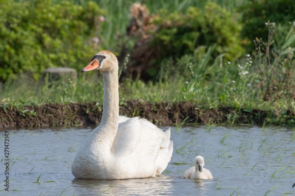 Fototapeta 白鳥の親子