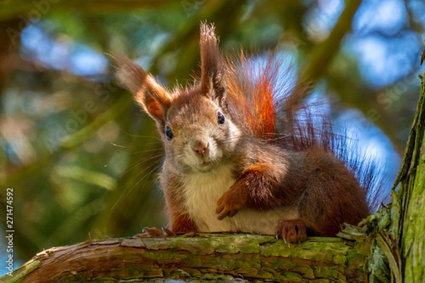 Obraz Eichhörnchen sitzt auf Baumast