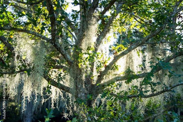 Fototapeta Tree with Spanish moss