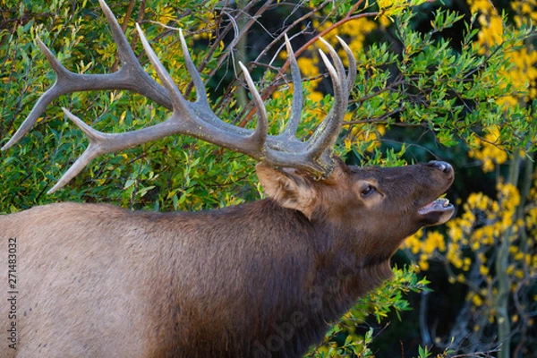 Obraz Rutting Elk